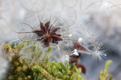 Close-up of plant against blurred background