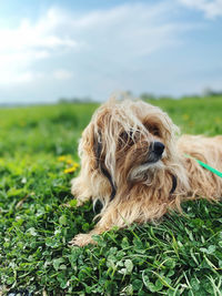 View of a dog on field