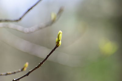 Close-up of flower buds growing outdoors