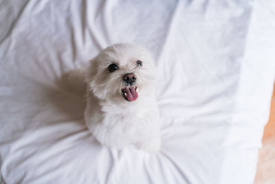 Close-up of a white dog on bed