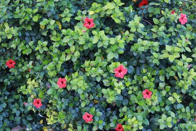 High angle view of flowering plants