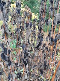 Plants growing on tree trunk