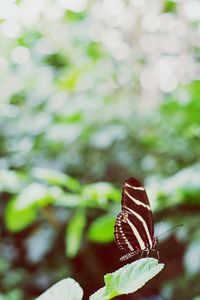 Close-up of butterfly on leaf