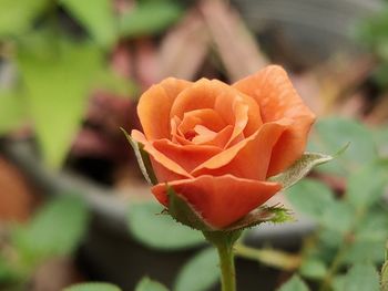 Close-up of rose on plant