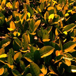 Full frame shot of yellow leaves