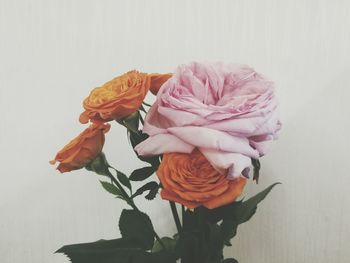 Close-up of rose bouquet against white background