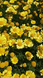 Full frame of yellow flowers