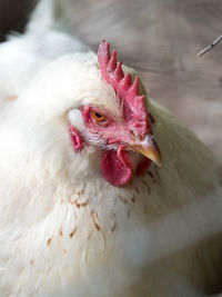 Close-up of rooster