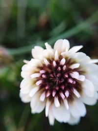 Close-up of white flower