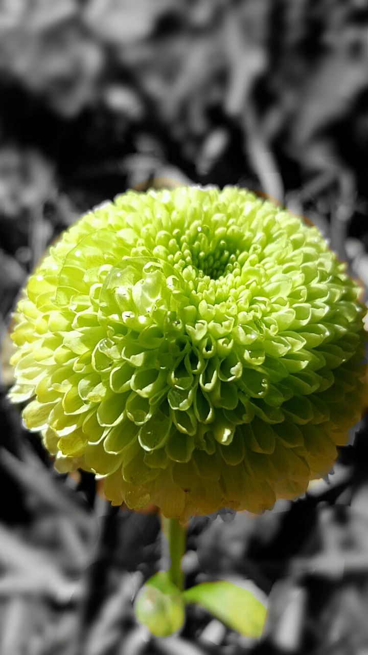 growth, beauty in nature, fragility, flower, nature, freshness, close-up, petal, plant, green color, day, no people, flower head, outdoors, focus on foreground, blooming