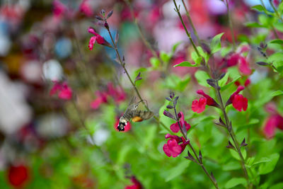 Close-up of bee pollinating flower