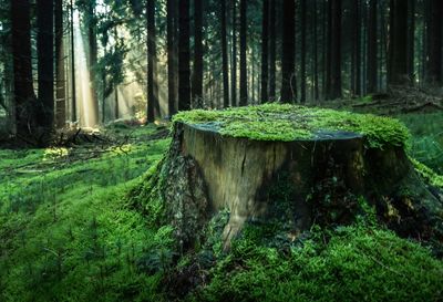 View of tree stump in forest