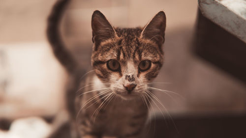 Close-up portrait of a cat