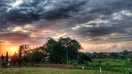 Trees on field against sky during sunset