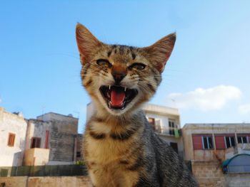 Portrait of cat yawning