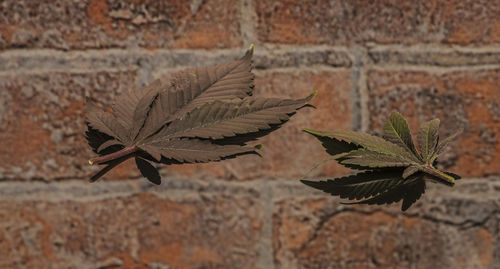 Close-up of leaves