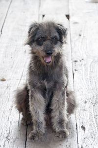 Close-up of dog on footpath