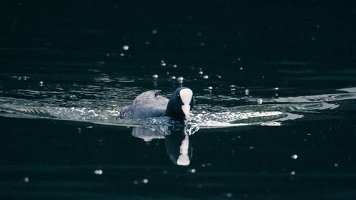 Duck swimming in a lake