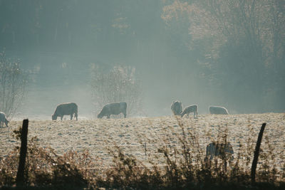 View of sheep grazing in field