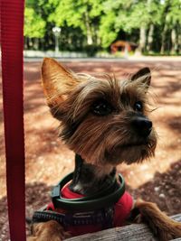 Close-up of a dog looking away