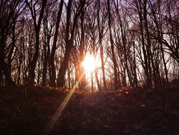Sun shining through trees