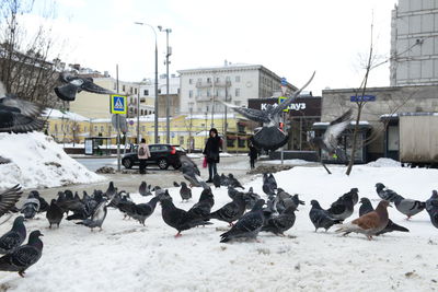 View of birds in winter