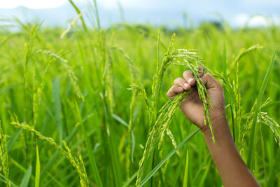 Cropped hand of child holding wheat field