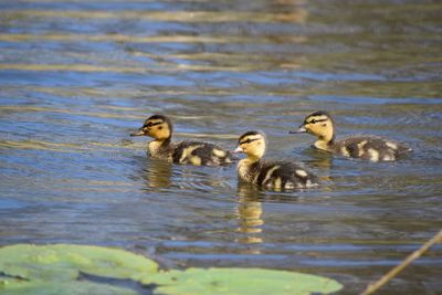 Ducks swimming in lake