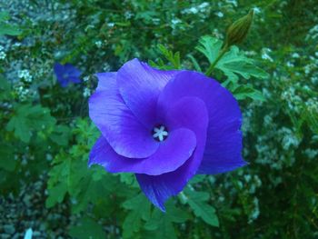 Close-up of purple flowers blooming outdoors