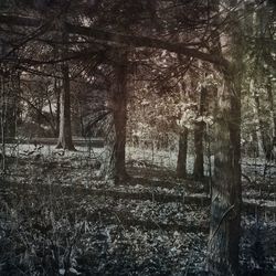Trees in forest