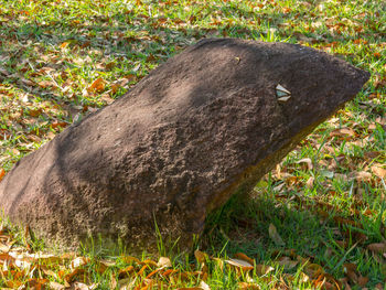 High angle view of a horse on field