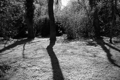 Shadow of tree trunk on wall