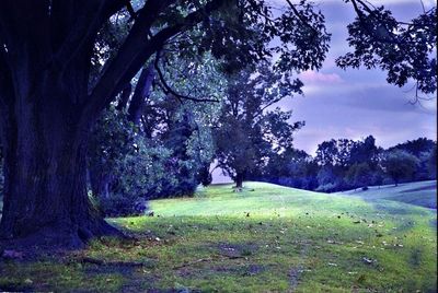 Trees growing in park