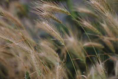 Close-up of wheat growing on field