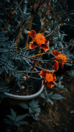 High angle view of orange flowering plant