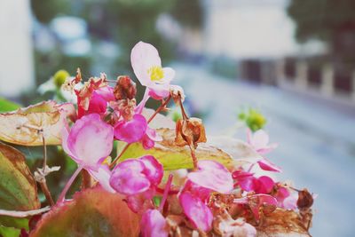 Close-up of insect on pink flowering plant