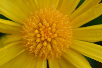 Macro shot of yellow flower