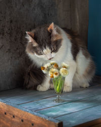 Cat sitting on table