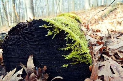 Close-up of leaves on tree trunk in forest