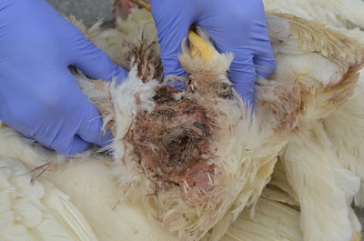 Autopsy dead chickens in poultry uterine prolapse