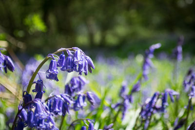 Close-up of purple flowers blooming outdoors