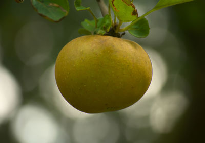 Close-up of lemon growing on tree