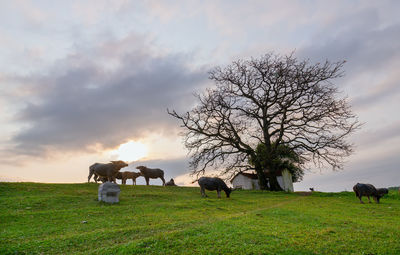 View of a horse grazing in field