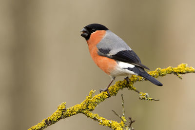 Close-up of bird perching on a branch