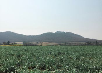 Scenic view of field against clear sky