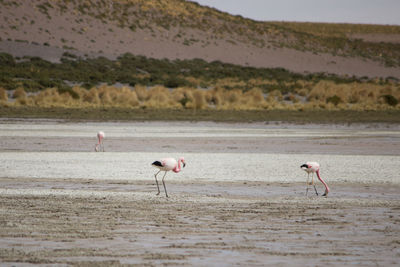 View of birds on the beach