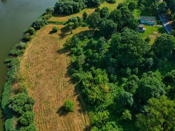 High angle view of plants growing on field