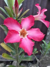 Close-up of pink hibiscus flower