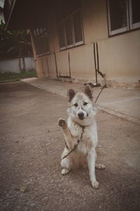 Dog on wall