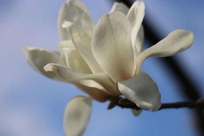 Close-up of white flowering plant against sky